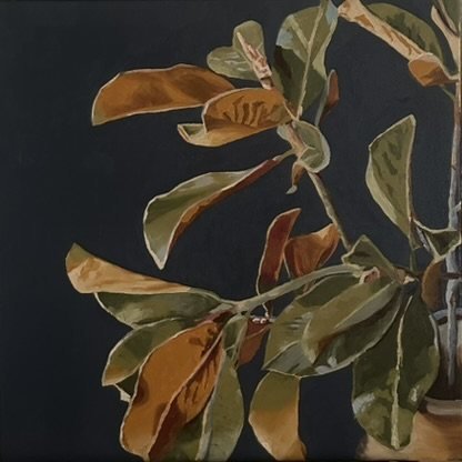 Ficus Study I